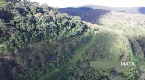 Imagem 15 de 30 de Fazenda De Cacau, Látex E Mogno No Brasil - Cidade Ituberá-ba - 7654