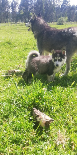 Imagen 3 de 6 de Husky Siberiano