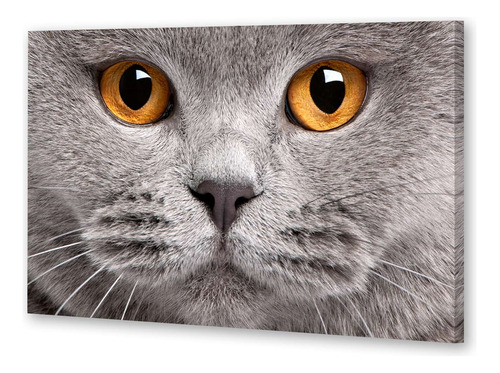 Cuadro 16x24cm Cat 13 Gato Gris Cara Primer Plano