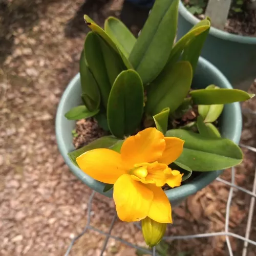 Mini Orquídea Cattleya Shiphong Amarela Laranja Coleção