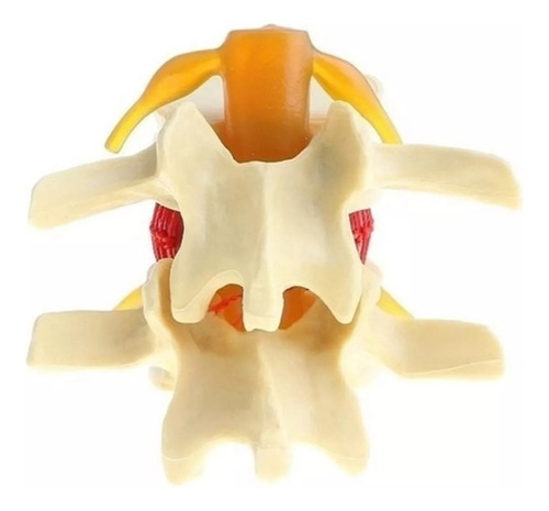 Modelo De Disco Lumbar De La Columna Vertebral Humana 2 Y1