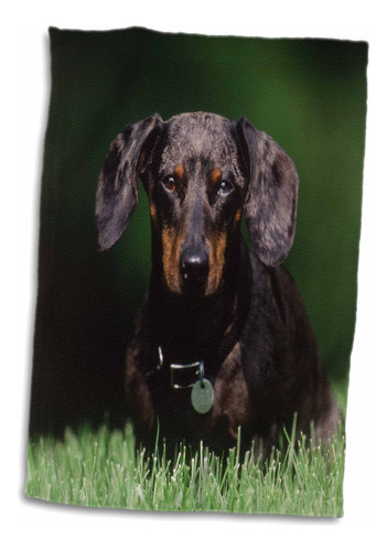 3d Rose View Of Dapple Colored Dachshund Twl_209139_1 T...
