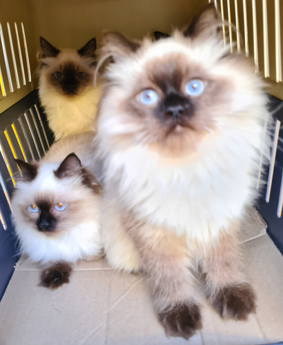 Persa Birmans