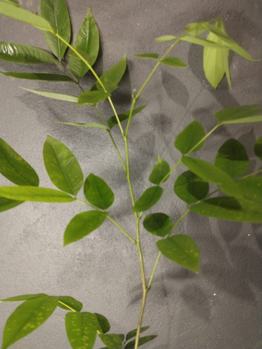 Árbol Lluvia De Oro 4 Pz Incluye Envio (cassia Fistula)