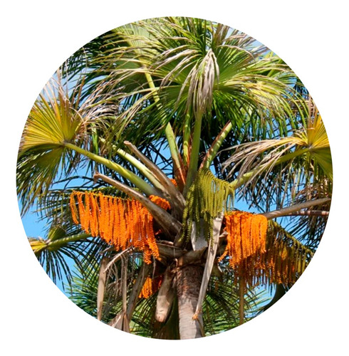 10 Mudas De Palmeira Buriti Do Cerrado (mauritia Flexuosa)