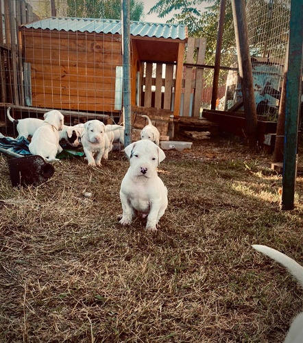 Cachorros Dogo Argentino Puros 9000 Listos Para Entregar