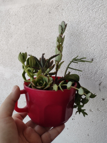 Jardín De Suculentas Y Cactus Para Armar Sin Maceta