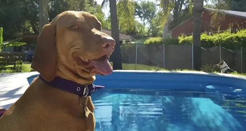 Guardería Canina, Sin Cañiles Ni Jaulas. Del Viso