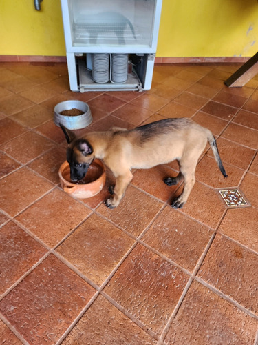 Pastor Belga Malinois 