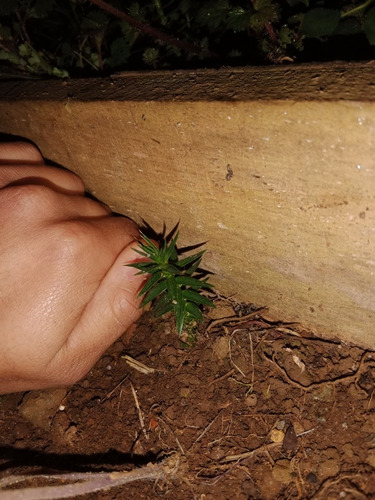  Árbol Araucaria, Plante Un Bosque 