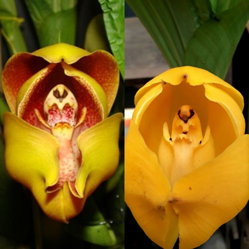 Orquídea Anguloa (exótica Rara Coleção) Bebê No Berço | Frete grátis