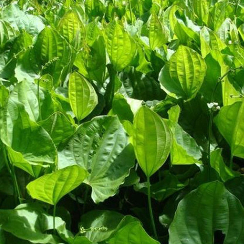 Kit 4 Pct Chá Chapéu De Couro Echinodorus Grandiflorus 50g