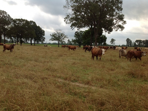 Se Vende Campo Ganadero Turistico En Treinta Y Tres (uruguay)