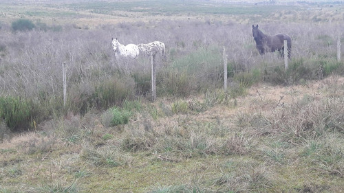 7 Hectáreas Y Media,chacra A La Venta En Canelones