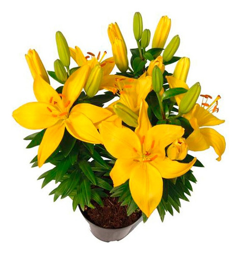 Planta  Flores Gerberas Amarillas