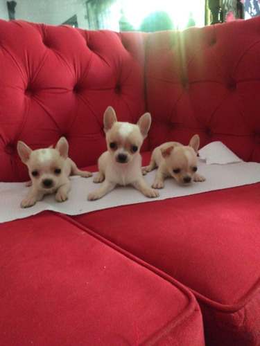 Chihuahua Mini Machos Criadero Costa Azul