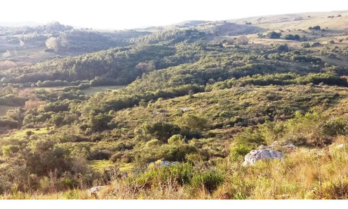 Imagen 9 de 30 de Campo 142 Hectareas Ganadero Forestal Lavalleja