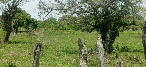 Terreno En Venta Para Pastura 8-12-68.03 Hectareas