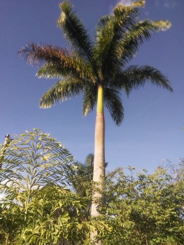 Imagem 3 de 24 de Sitio/chácara De Tangerina