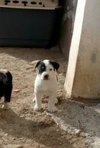 Comprar Border Collie Hembra Negro Y Blanco Pedigree Internacional