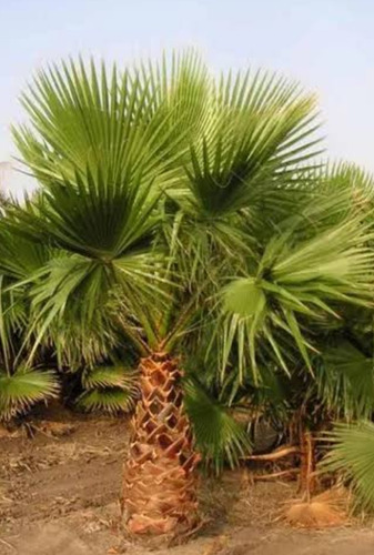 Washingtonia Robusta, Palmera Abanico, 30 Semillas, Nv