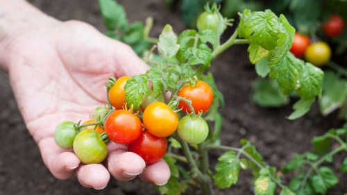 Oferta!! 40 Semillas Tomate Cherry Rojo 