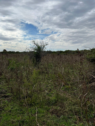 Campo De 20 Hectareas Ganadero O Forestal, Ideal Sauce O Nuez Pecan. Escritura