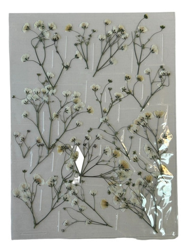 Flores Disecadas Prensadas - Arte Botánico - Resina - Caba