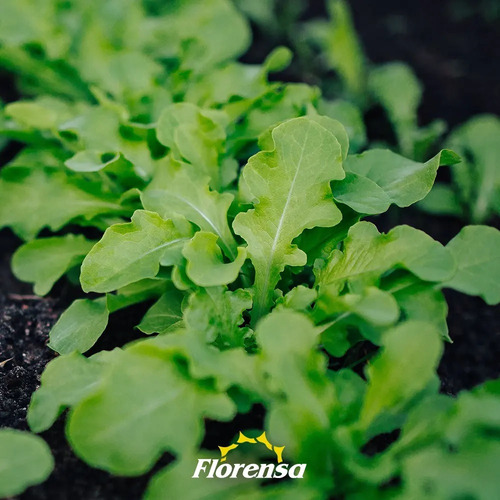 Semillas De Rúcula Cultivada 1 Kilo