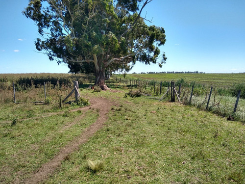 Imagen 12 de 30 de Latorre Prop Vende Campo De 34 Hectareas En Cobo