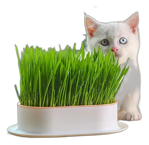 Kit Pasto De Trigo Para Gato (cat Grass) Maceta + Semillas