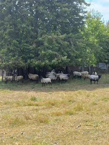 Agrícola Orilla Asfalto Con 5 Hectáreas En Venta En Cunco