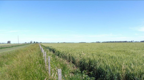 Imagen 13 de 26 de Quinte En Venta - 5 Dormitorios 3 Baños - 37ha Totales - Campo Funke