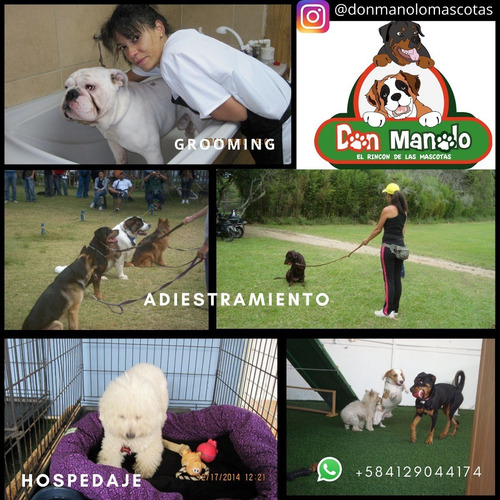 Imagen 1 de 8 de Hospedaje Canino,peluqueria Canino, Felina, Educadora Canina