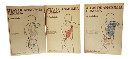 Atlas De Anatomía Humana / 3 Tomos - Warner Spalteholz