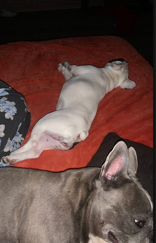 Imagen 7 de 10 de Guarderia Canin Hotel Para Perros Pequeños