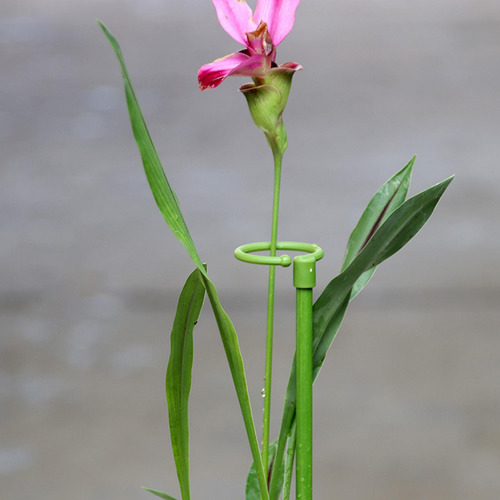 6x Estacas De Soporte Para Plantas Marco De Soporte Fijo