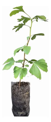 Árbol Gingko Biloba