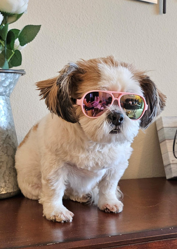 Gafas De Sol G029 Aviador Para Perros Y Gatos Hasta 15 Lbs Diseño Espejo Rosa-rosa Color De La Lente Color Del Armazón Color De La Varilla
