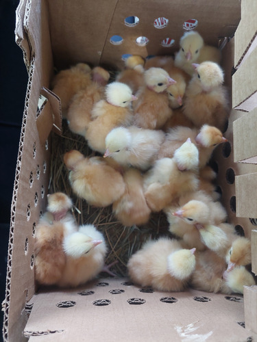 Pollita, Pollo. Polla, Gallina De Postura Rojo