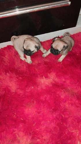 Imagem 3 de 5 de Pug