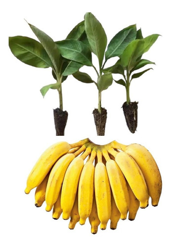Kit - 50 Mudas De Banana Prata Catarina Alta Produtividade