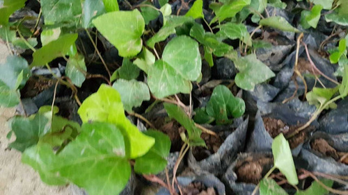 Hera Batata (hedera Canariensis) 120 Mudas Frete Gratis