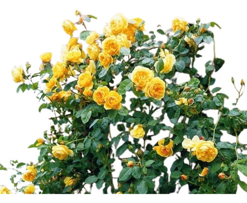 Rosa Color Amarilla Trepadora  ( Planta )  70 Cm Enredadera