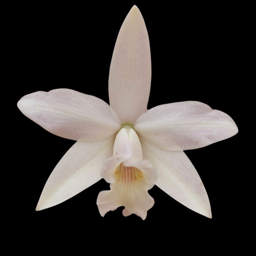 Mini Cattleya Branca Cruzamento Sophronitis Orquidea Exótica