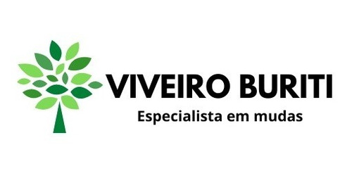 Kit Com 3 Mudas De Palmeira Imperial Já C/ 1 Metro De Altura