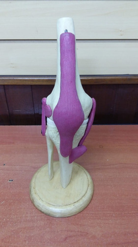 Imagen 2 de 5 de Modelo Didáctico Articulación Flexible De Rodilla