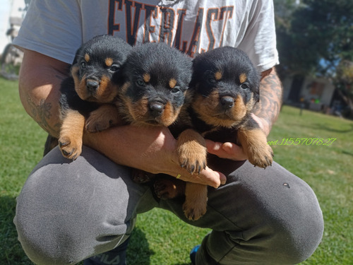Rottweiler Cachorros Puros De Verdad