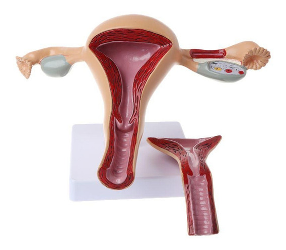 Modelo Anatomico De Aparato Reproductor Femenino | MercadoLibre ?
