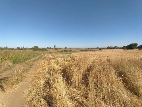 Terreno Agrícola En Venta, Campo De 60 Ha, Teno